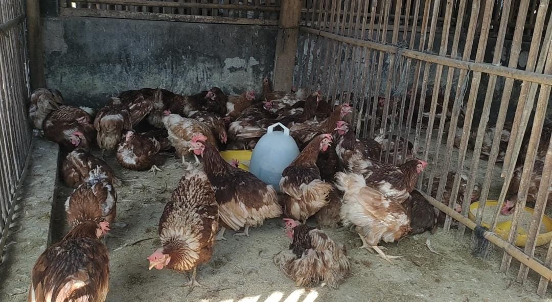 Memilih Indukan Ayam Joper Berkualitas