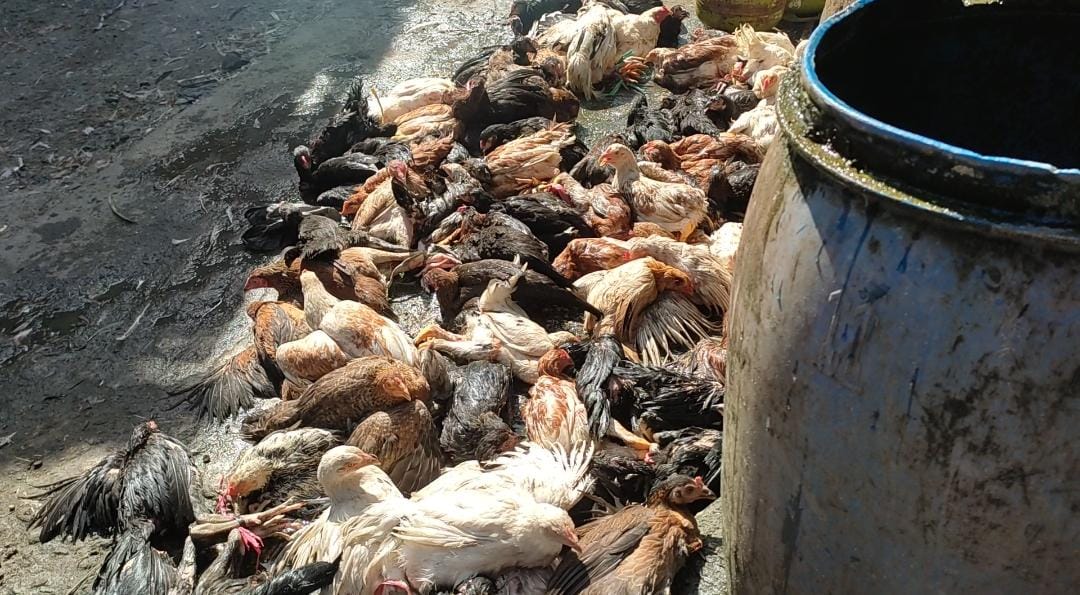 Seputar Ayam Joper dan Keunggulannya