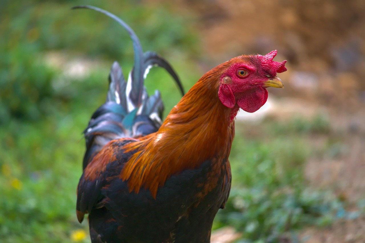 Cara Ternak Ayam Bangkok bagi Pemula