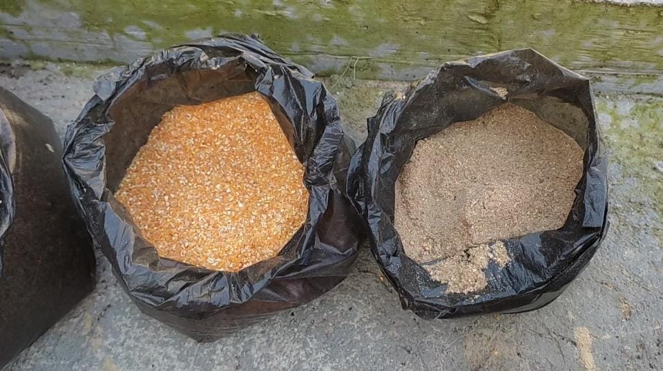 Pakan Anak Ayam Baru Menetas yang Tepat