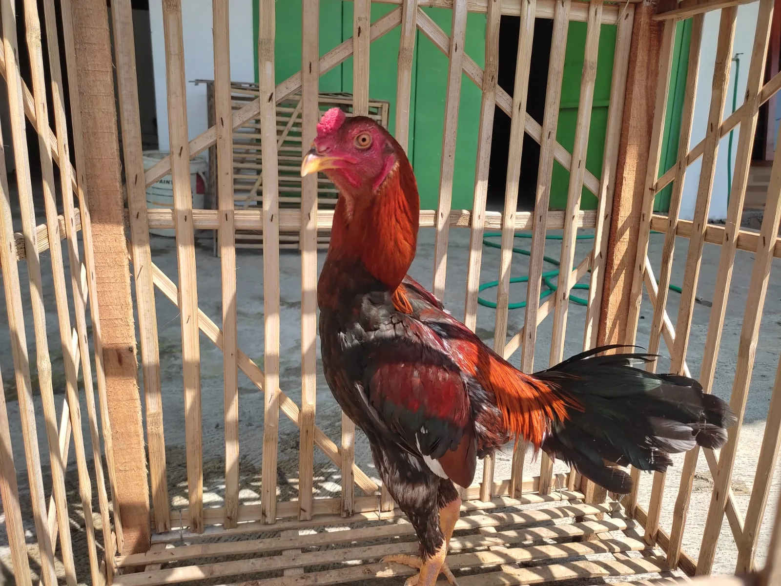 7 Cara Melatih Ayam Supaya Tempel Pukul - Beternak Ayam